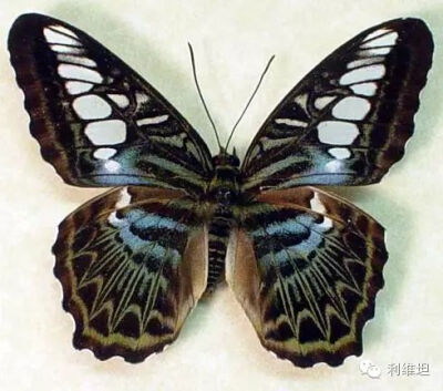 云南丽蛱蝶（Parthenos syvia）