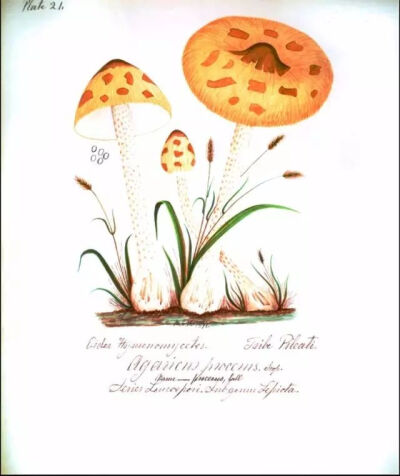 高大环柄菇（高柄环菇，Agaricus procerus Scop.），班宁 绘