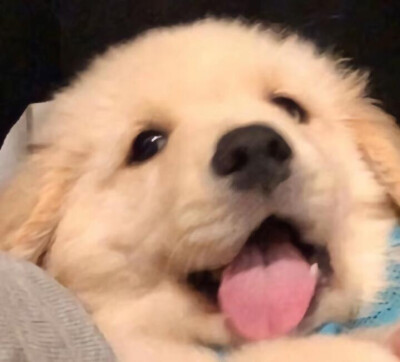 狗狗头像西高地
