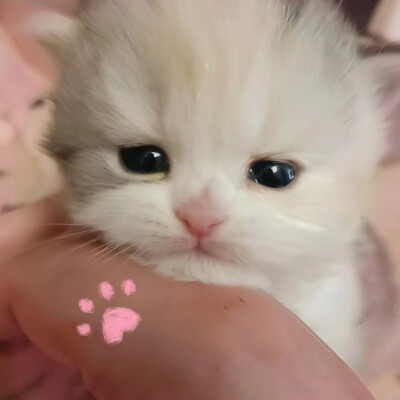 把我萌晕了喵负责