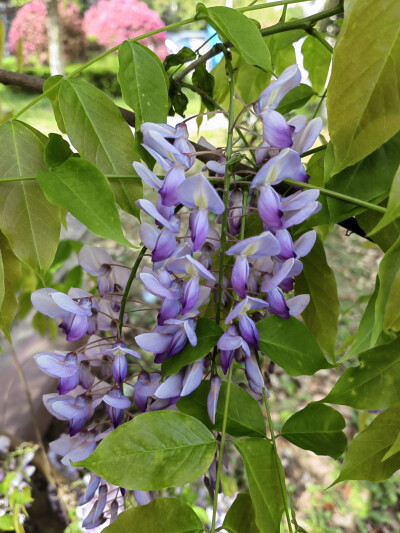 2025/4/4小区里的紫藤花