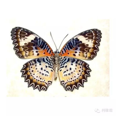 泰裙纹蛱蝶（Cethosia cyane）
