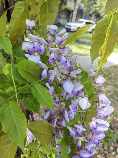 2025/4/4小区里的紫藤花