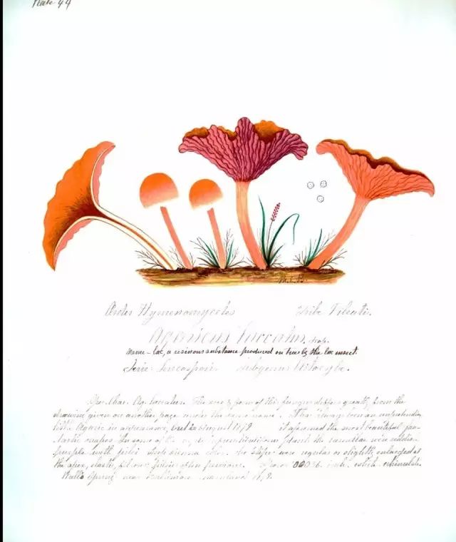 红蜡蘑（Agaricus laccatus Scop.），班宁 绘