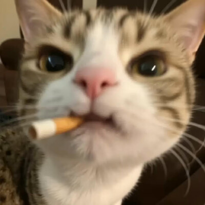 自用