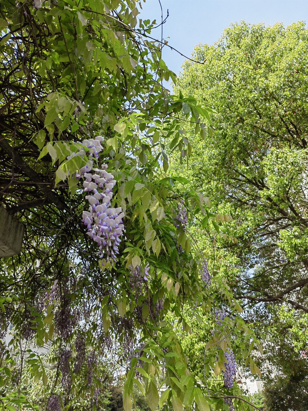 2025/4/4小区里的紫藤花