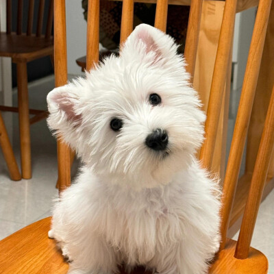 狗狗头像西高地