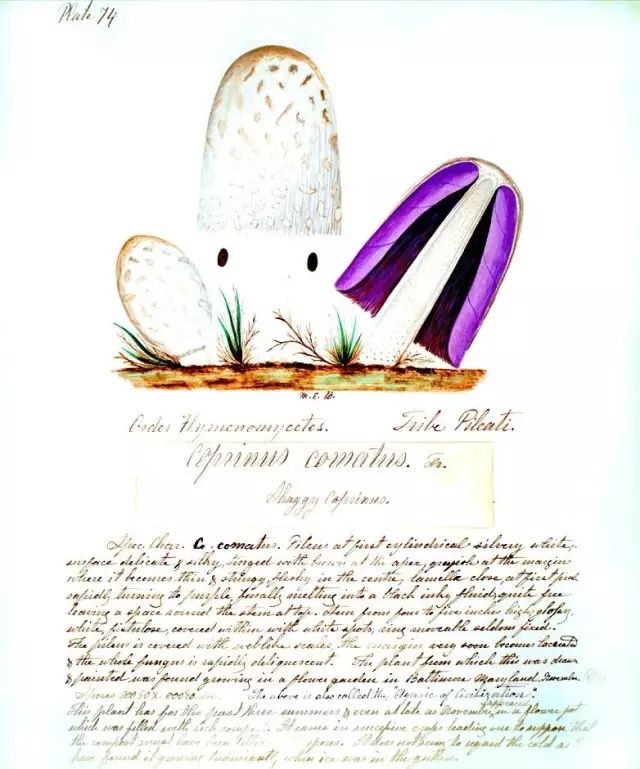 毛头鬼伞（Coprinus comatus，又称鸡腿菇），班宁 绘