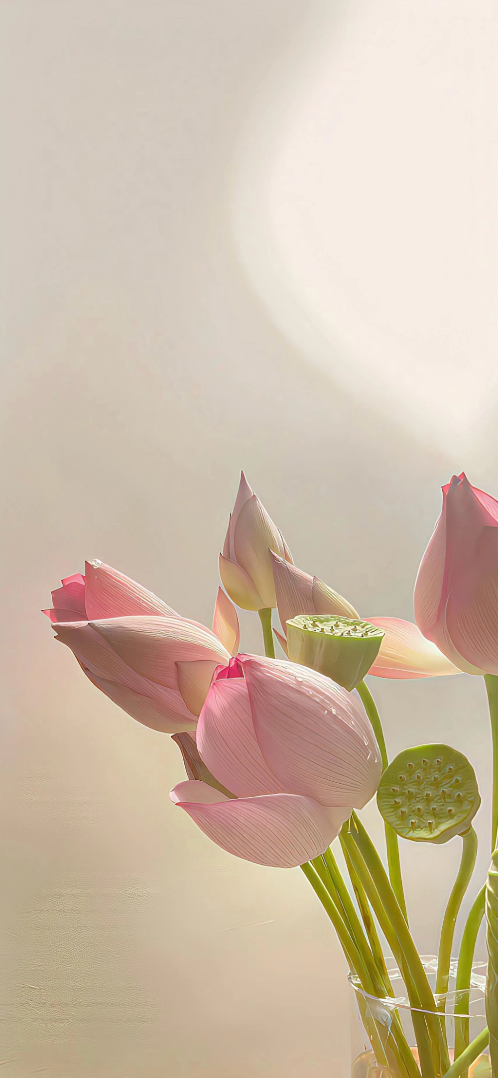 ▸荷花壁纸
"一念心清静，莲花处处开"