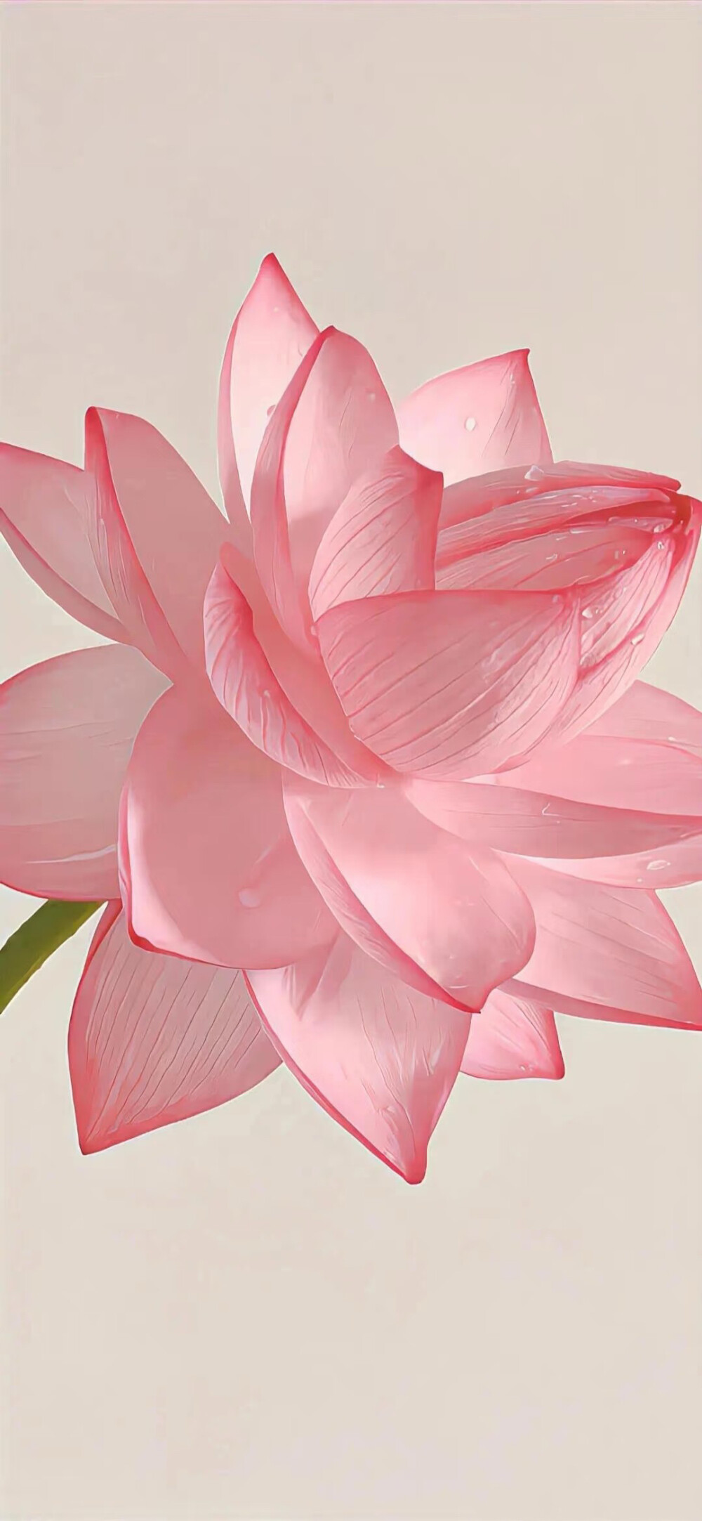 ▸荷花壁纸
"一念心清静，莲花处处开"