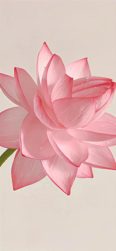 ▸荷花壁纸
"一念心清静，莲花处处开"