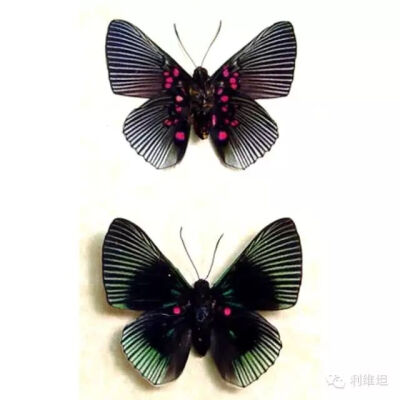 秘鲁名蝶。四翅以黑色为基调，翅背翅基部有无数玫瑰红的小圆点向四翅外缘发出白色条纹，好像节庆的礼花在夜空中开放。
