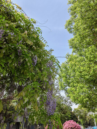 2025/4/4小区里的紫藤花