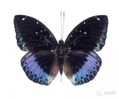 黑角律蛱蝶（Lexia dirtea）