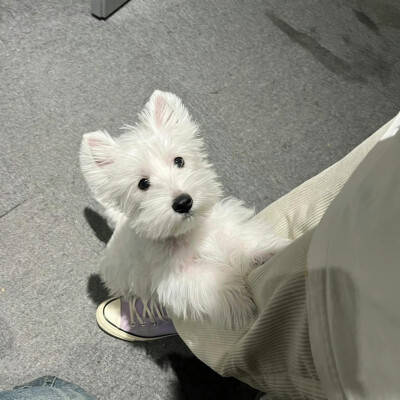 狗狗头像西高地