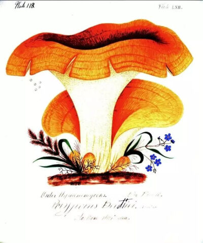 玛丽·班宁在其著作《马里兰州的真菌》中关于贝帝埃真菌（Polyporus beatiei）的插图