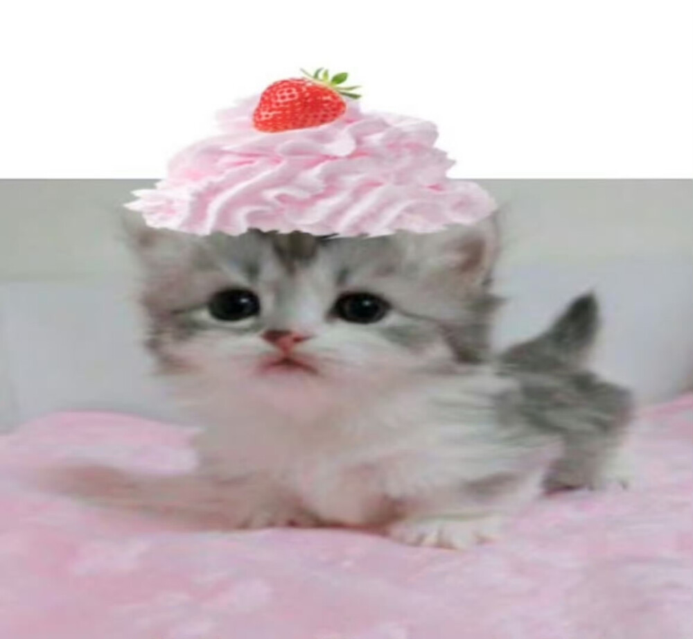 =⩌⩊⩌=
