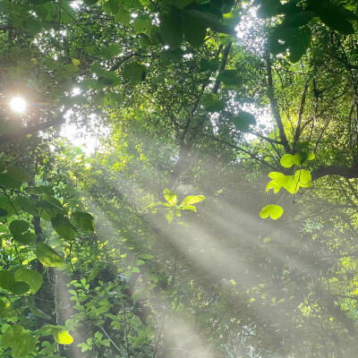 夏日 手机壁纸 背景