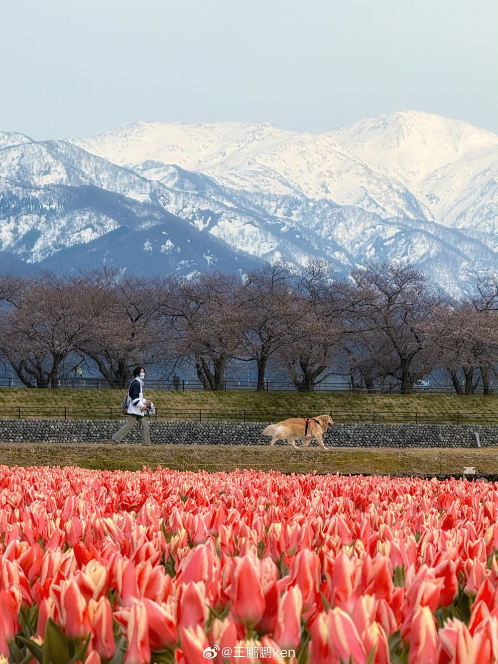 春（来源见水印）