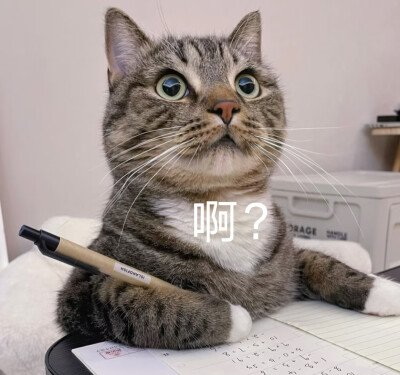 学习中的猫猫ฅ՞•ﻌ•՞ฅ