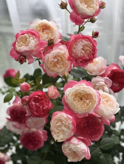 和室 月季花
