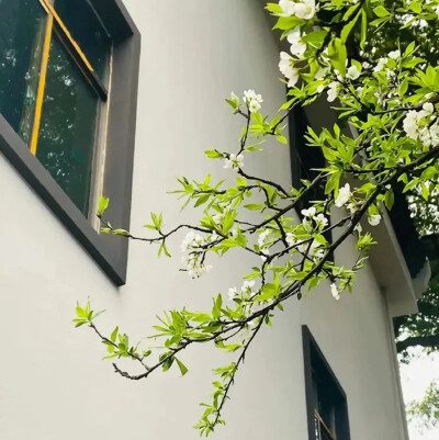 绿色背景图