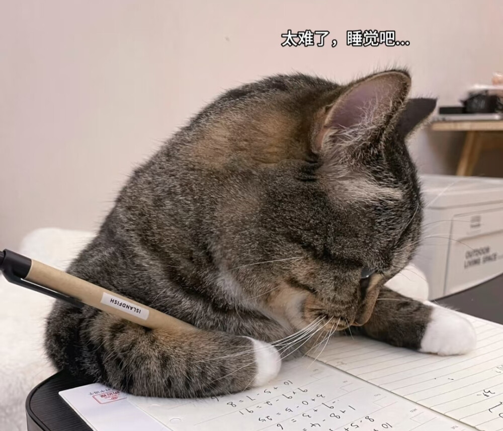 学习中的猫猫ฅ՞•ﻌ•՞ฅ