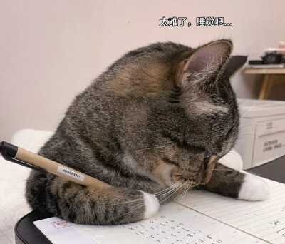 学习中的猫猫ฅ՞•ﻌ•՞ฅ