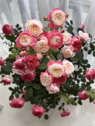和室 月季花
