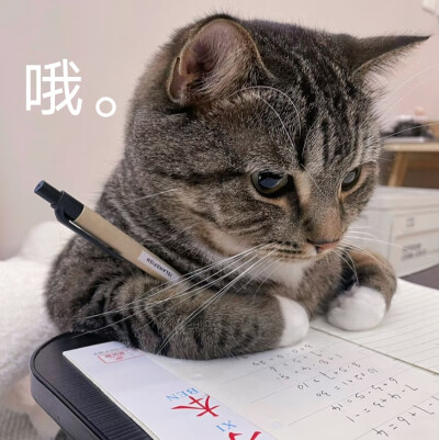 学习中的猫猫ฅ՞•ﻌ•՞ฅ