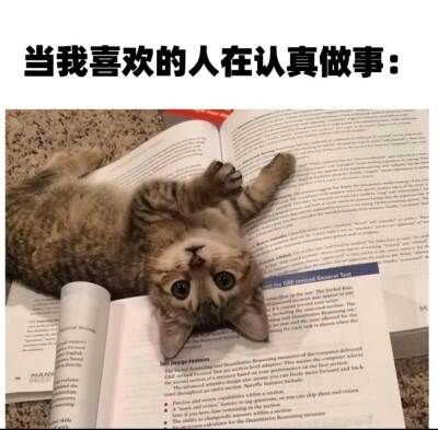 我的世界:床，女友，猫