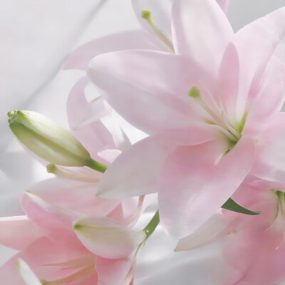 百合