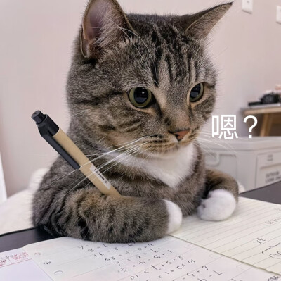 学习中的猫猫ฅ՞•ﻌ•՞ฅ