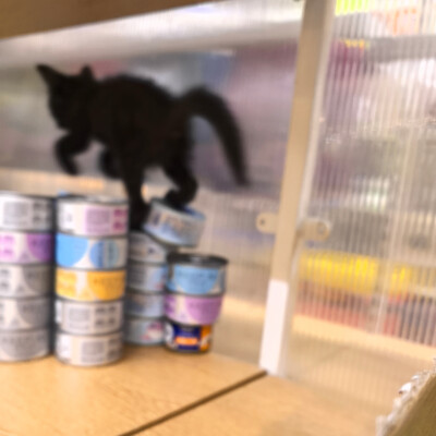 . ⁺ ⊹lovely .˚˖。 日常