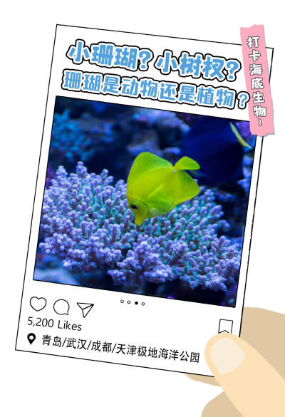 骨骼！！珊瑚是珊瑚虫的骨骼！