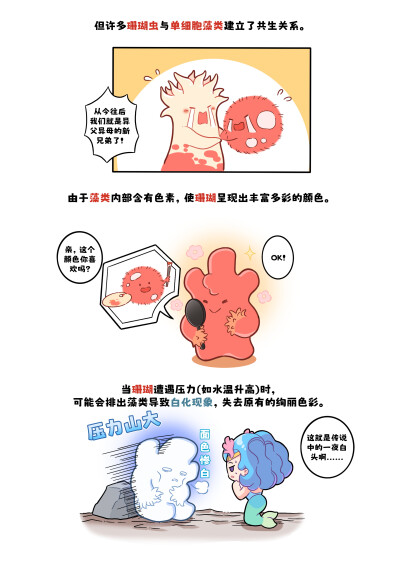 骨骼！！珊瑚是珊瑚虫的骨骼！