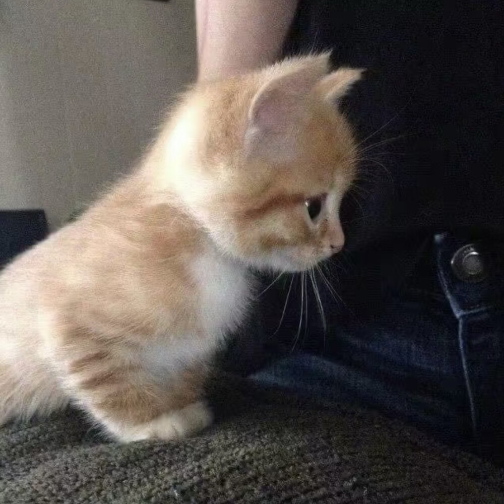 neko