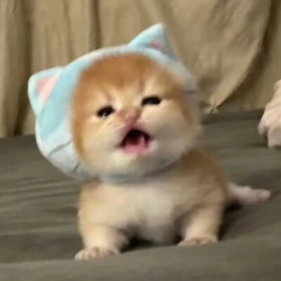 猫猫
