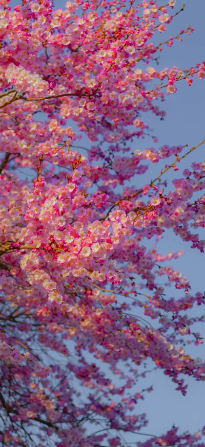 花壁纸