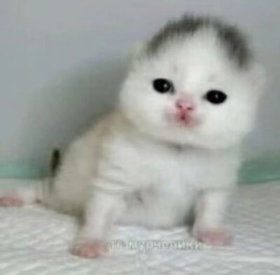 猫猫