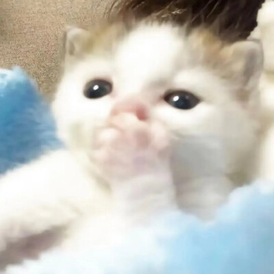 猫猫