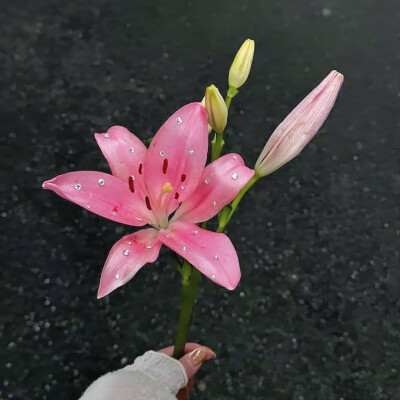 百合