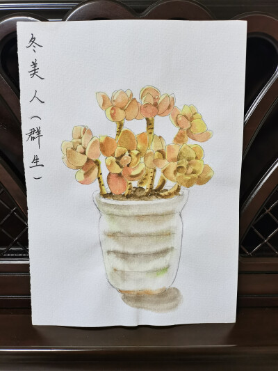 18 冬美人（绘画 | 水彩 | 果花甘02）
2018.05.25
这幅也是冬美人。这也是我第一次画出对比强烈的光感。
和之前那副颜色浓烈的不同，这一张的冬美人，很有冬日暖阳的感觉。
像是在一个静谧的下午，太阳暖融融地照着…