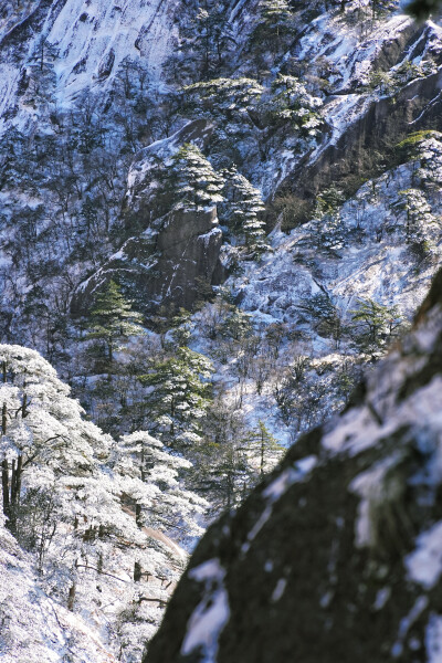 黄山雾凇