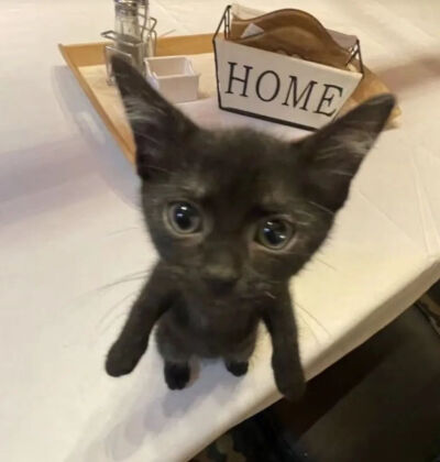 猫猫