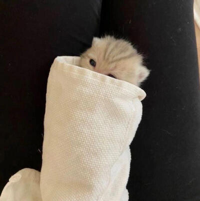 猫猫