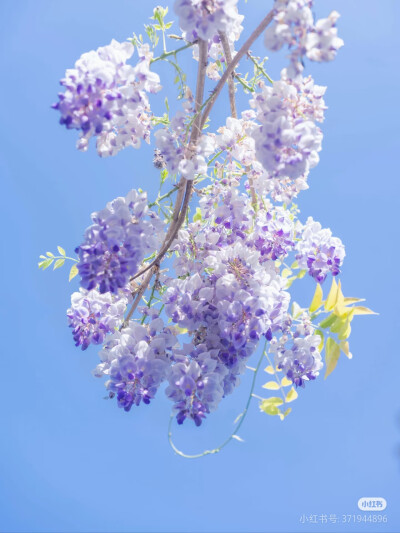 花语