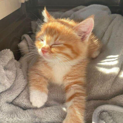 猫猫