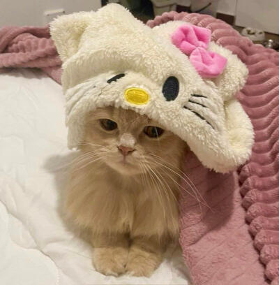 猫猫