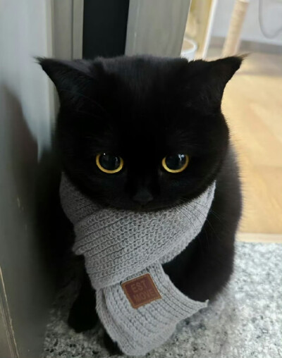 喵
